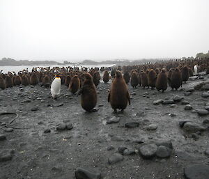 Large group of king penguin chicks on the beach