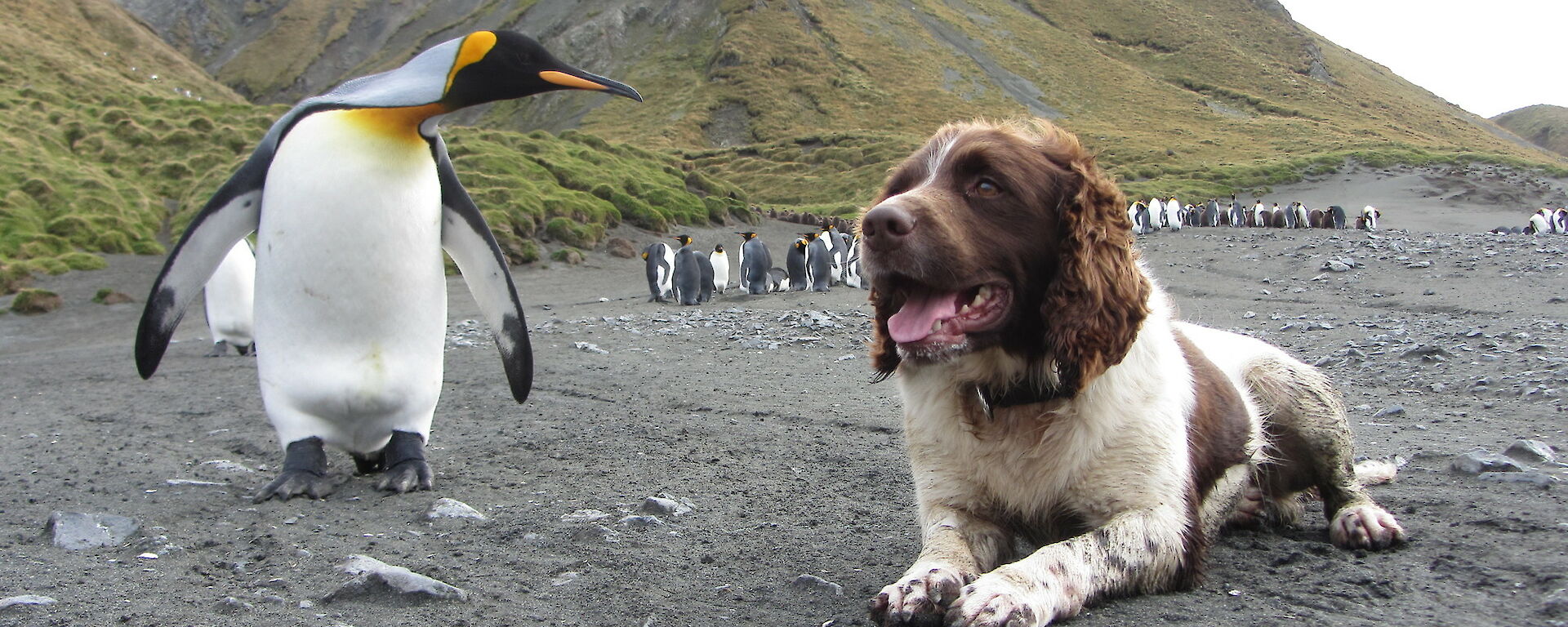 a dog is lying next to a penguin on the beach