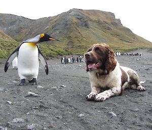 a dog is lying next to a penguin on the beach