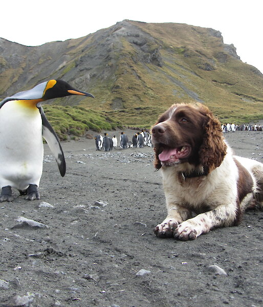 a dog is lying next to a penguin on the beach