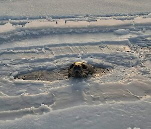 A seal poking its head through a hole in the sea ice