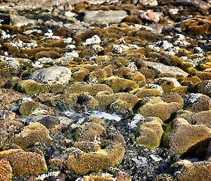 Green Moss Forest