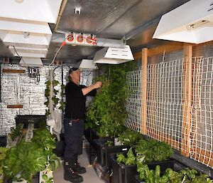 A man tends the plants in a hydroponics shed