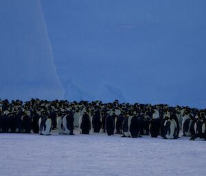 Large huddled group of emperor penguins