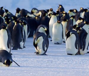 Group of emperor penguins on the ice, with one looking down at its egg on its feet