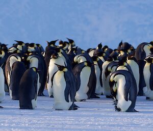 A group of emperor penguins, some with chicks sitting on their feet