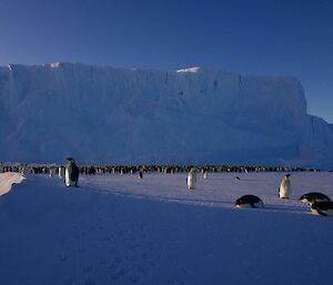 Emperor penguin rookery near a large glacier