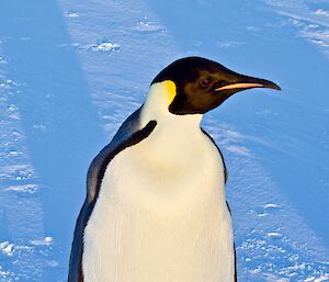 An Emperor penguin in the snow
