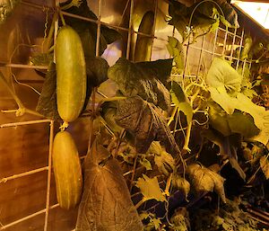 Two of the cucumbers currently growing in the Hydroponics facility at Casey