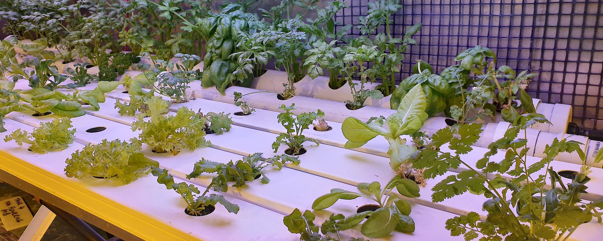 Celery, lettuces, spinach, coriander, basil and rocket growing in the Hydroponics facility at Casey