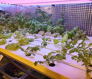 Celery, lettuces, spinach, coriander, basil and rocket growing in the Hydroponics facility at Casey