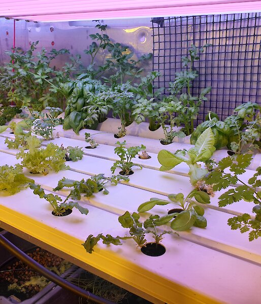 Celery, lettuces, spinach, coriander, basil and rocket growing in the Hydroponics facility at Casey