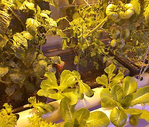 Cos lettuce, capsicums and more tomatoes nearly ready in the Hydroponics facility at Casey
