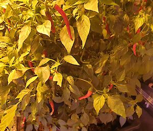 A prolific chilli plant in the Hydroponics facility at Casey