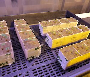 A seed tray with seedlings of rocket and cos lettuce growing in the Hydroponics facility at Casey