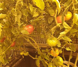 Ripe tomatoes in the Hydroponics facility at Casey