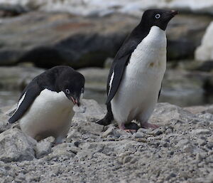 Two Adelie penguins on a rocky beach.  One penguin has a rock in it's mouth to give to a possible mate