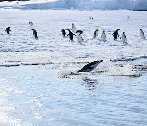 Penguins leaving for the winter congregate on ice near Casey Station