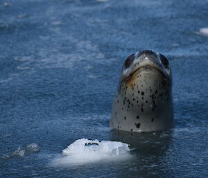 A leopard seal head popping out from a very icy sea