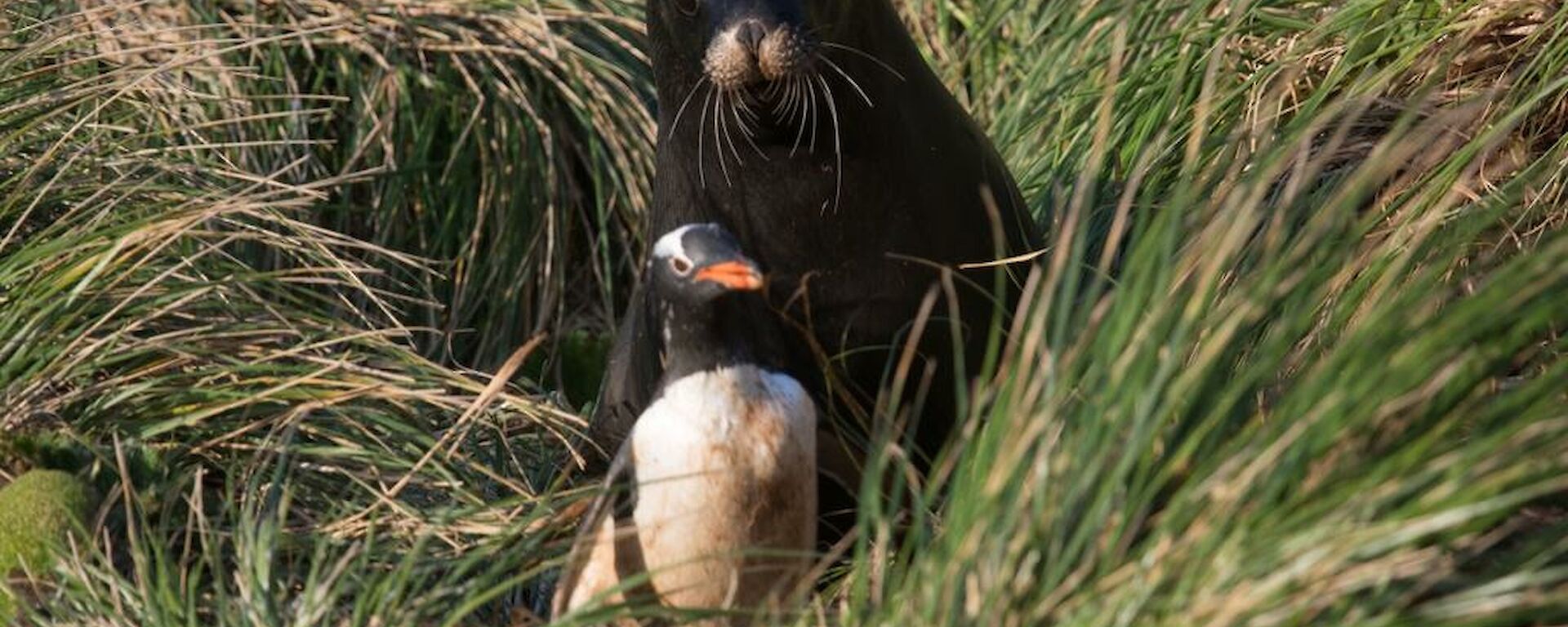 A Hooker's sea lion chasing a gentoo penguin through the tussocks