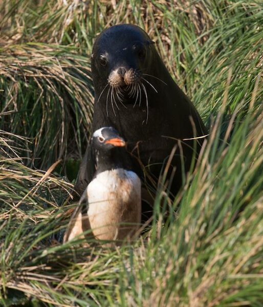 A Hooker's sea lion chasing a gentoo penguin through the tussocks