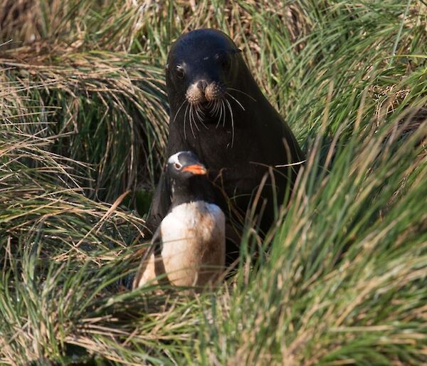 A Hooker's sea lion chasing a gentoo penguin through the tussocks