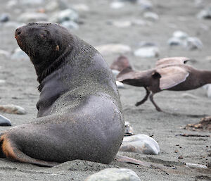 A Hooker's sea lion sitting on the beach turning back towards camera. A giant petrel with it's wings spread out walks behind it.