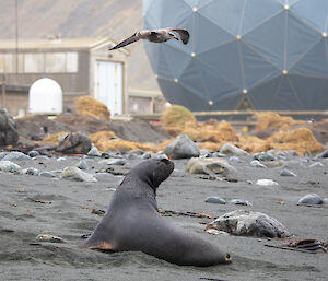 A Hooker's sea lion lies on the beach as a kelp gull flies overhead.  A shed and large satelitte link dome are visible in the background.
