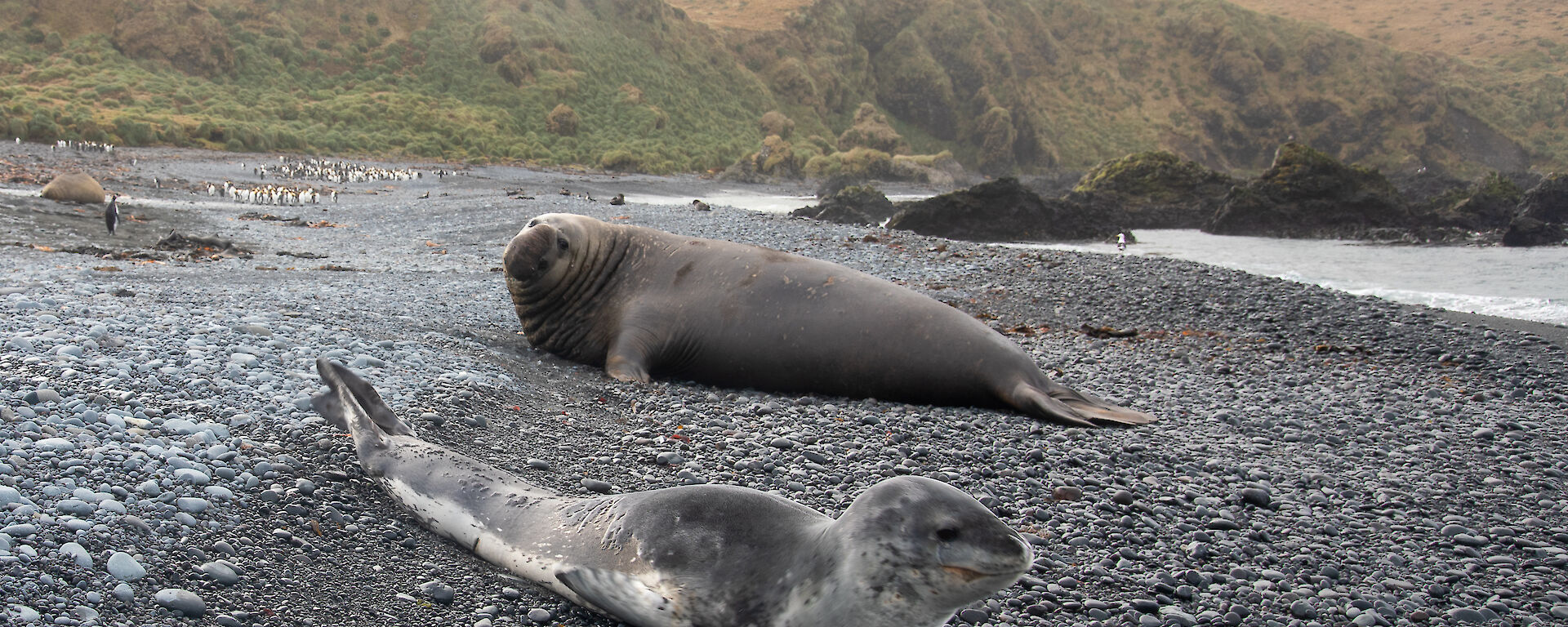 A large male elephant seal eyes off the leopard seal on a rocky beach.  Penguins in the background against the green hills.