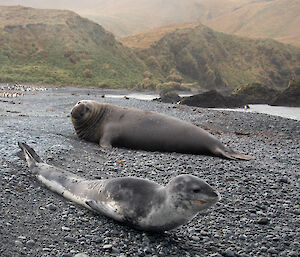 A large male elephant seal eyes off the leopard seal on a rocky beach.  Penguins in the background against the green hills.