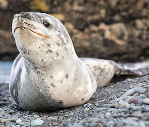 A leopard seal lying on the rocky beach. Its head is raised to show the spots on its neck
