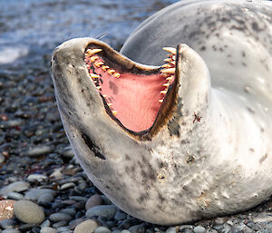 A leopard seal, head towards camera, yawns showing razor sharp teeth and the bright pink roof of it's mouth.