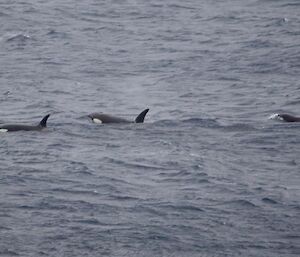 3 orcas swimming just off the station. All 3 have their dorsal fins and the white around their eyes visible