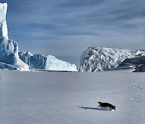 Penguin gliding on stomach in foreground with icebergs in the background