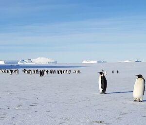 Group of penguins, two close to camera with icebergs in distance