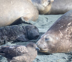 A seal pup sleeping on the beach with a large female in the foreground. A skua is also in the foreground