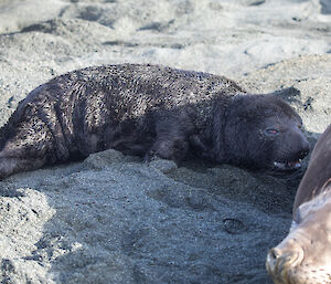 A young seal pup with its mouth open calling out. Its mother is in the foreground