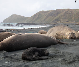 A young seal pup in the foreground, with a few large female elephant seals around. A large beachmaster is in the background of the photo