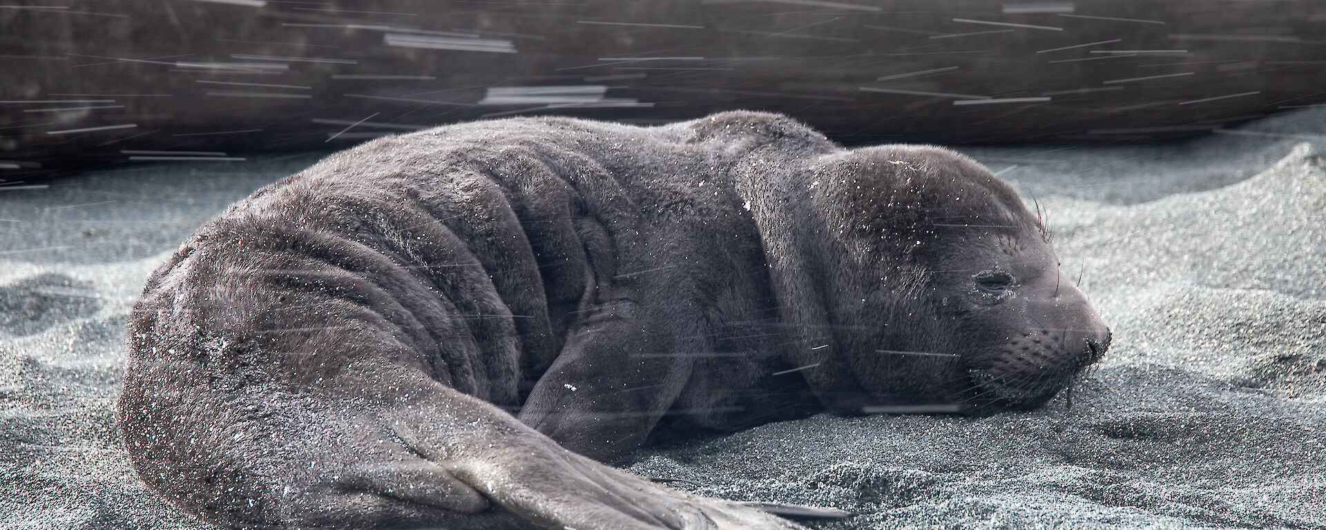 A young elephant seal pup lies on the beach as snow falls through the photo