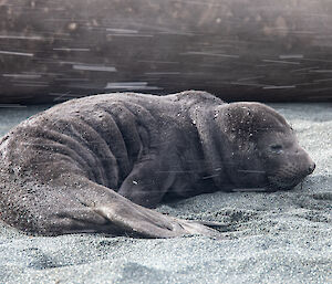 A young elephant seal pup lies on the beach as snow falls through the photo