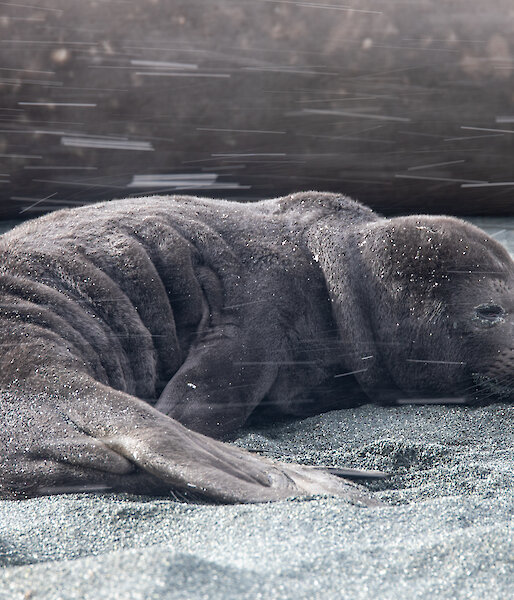 A young elephant seal pup lies on the beach as snow falls through the photo