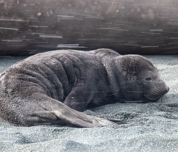 A young elephant seal pup lies on the beach as snow falls through the photo