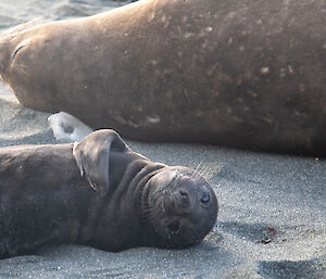 A young seal pup lies on its back and stares into the camera, showing big open eyes