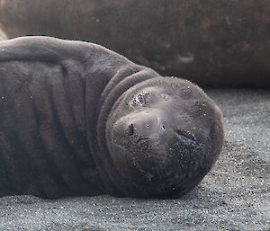 A close up of the seal pups face as it sleeps on the beach