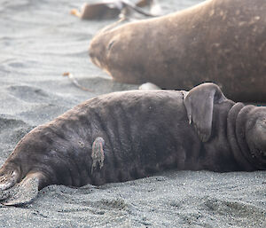A young pup lying on the beach with its stomach showing. The remains of an umbilical cord are showing