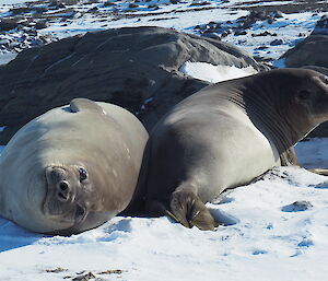 Two seals lying side by side looking in to the camera