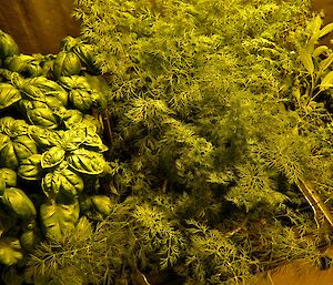 Dill and basil in the Casey hydroponics