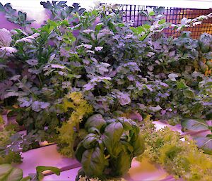 Celery, basil and lettuces under the hydroponics grow lights making them glow purple