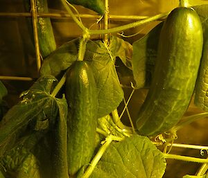 Cucumbers growing in the hydroponics at Casey