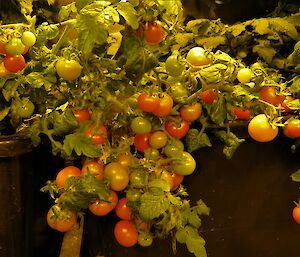 Cherry tomatoes in the hydroponics at Casey